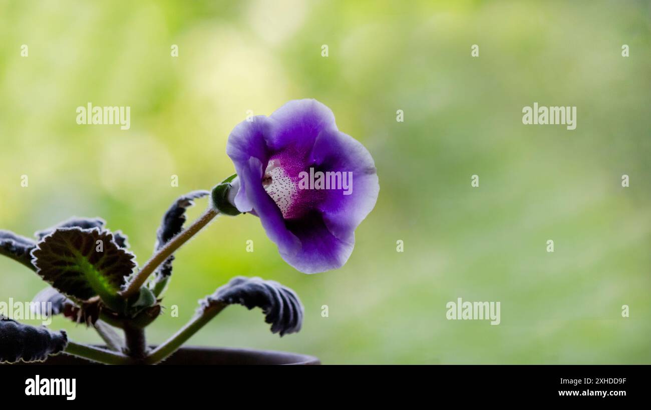 Belle fleur violette de Gloxinia fleurie sur un fond vert flou. Gloxinia est un genre contenant trois espèces d'herbes rhizomateuses tropicales. Banque D'Images