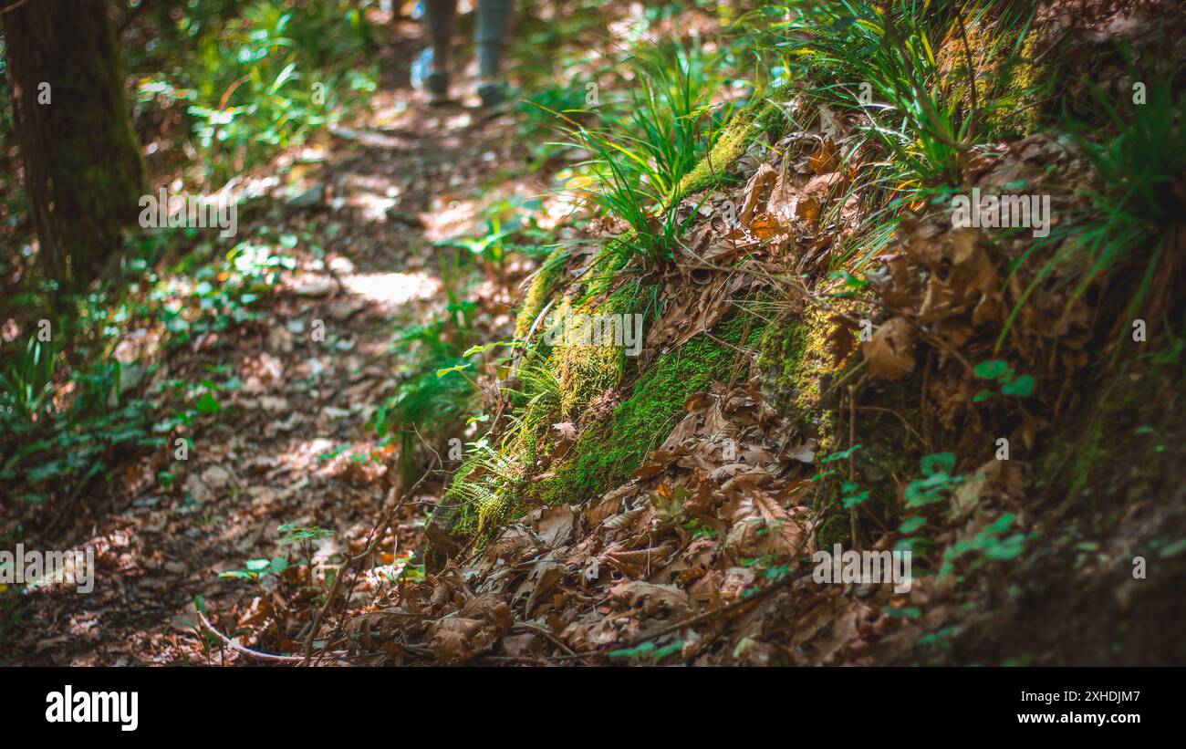 Gros plan d'un chemin dans la forêt, avec une tache de mousse vert vif et d'herbe au premier plan. Le chemin est couvert de feuilles tombées et de lumière du soleil i. Banque D'Images