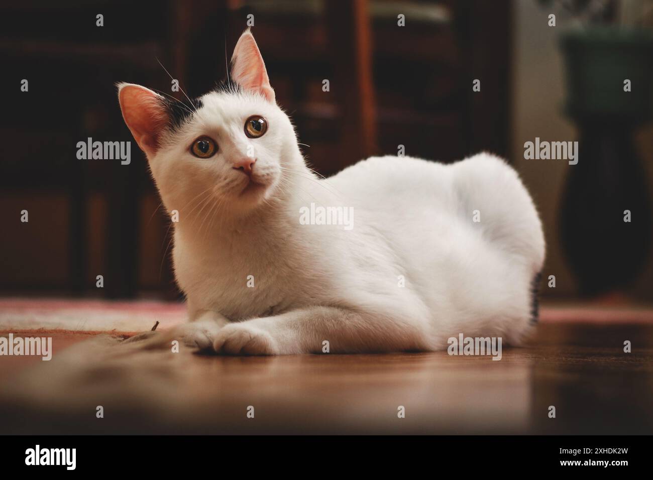 Un chat blanc avec une tache noire sur la tête est posé sur un plancher de bois, regardant vers la gauche. Banque D'Images