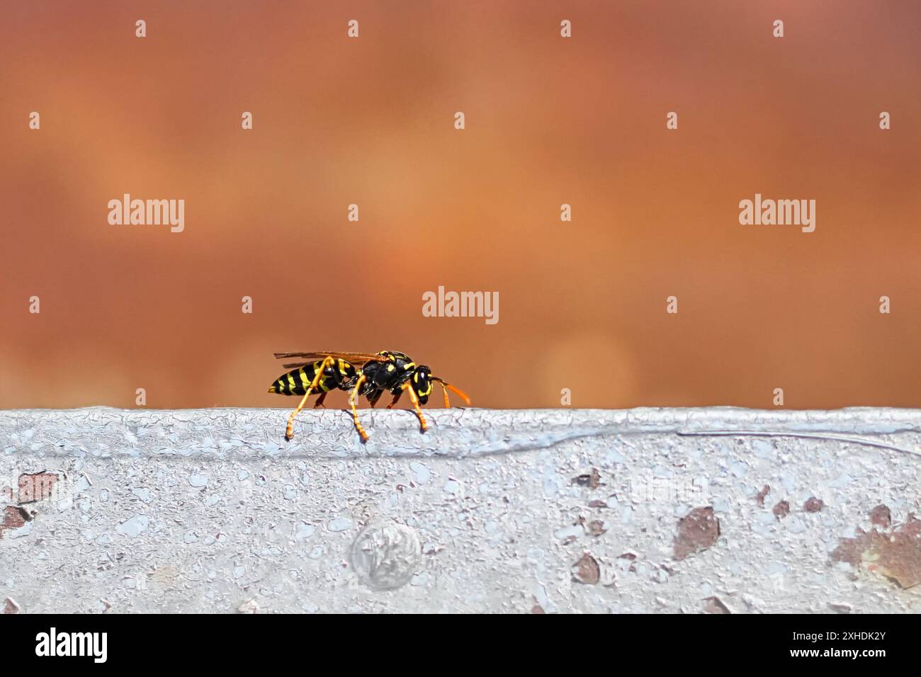 Guêpe jaune perchée sur une surface métallique rouillée avec un fond orange flou Banque D'Images