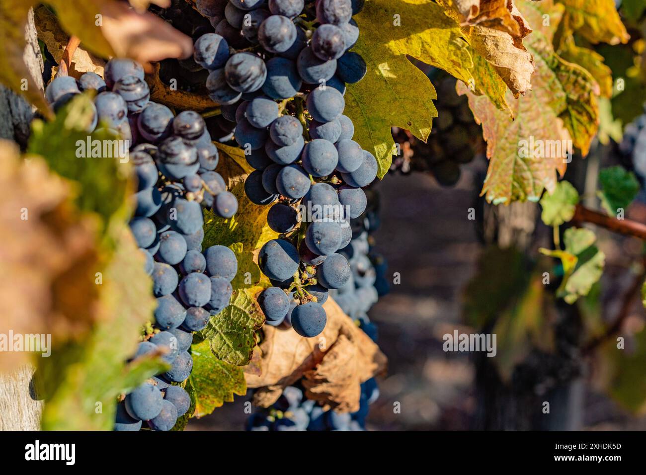 Gros plan d'un bouquet de raisins bleu foncé suspendu à une vigne avec des feuilles d'automne. Banque D'Images