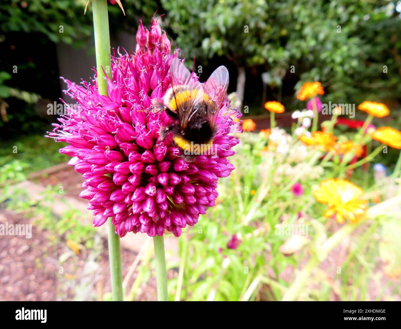 ...Fuer die Hummeln ist der Sommer die große Zeit des Jahres...Nahrung im Ueberfluss... Hummel auf einer Zierlauchbluete *** pour les bourdons, l'été est la grande période de l'année la nourriture en abondance Bumblebee sur une fleur de poireau ornementale Banque D'Images