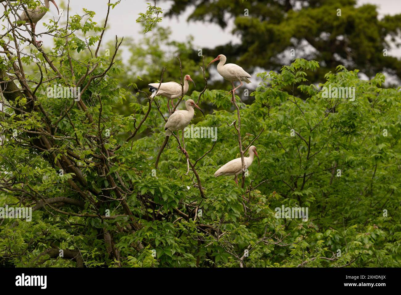 Quatre ibis blancs américains perchés sur des branches d'arbres à l'Ocean City Welcome Center New Jersey Banque D'Images