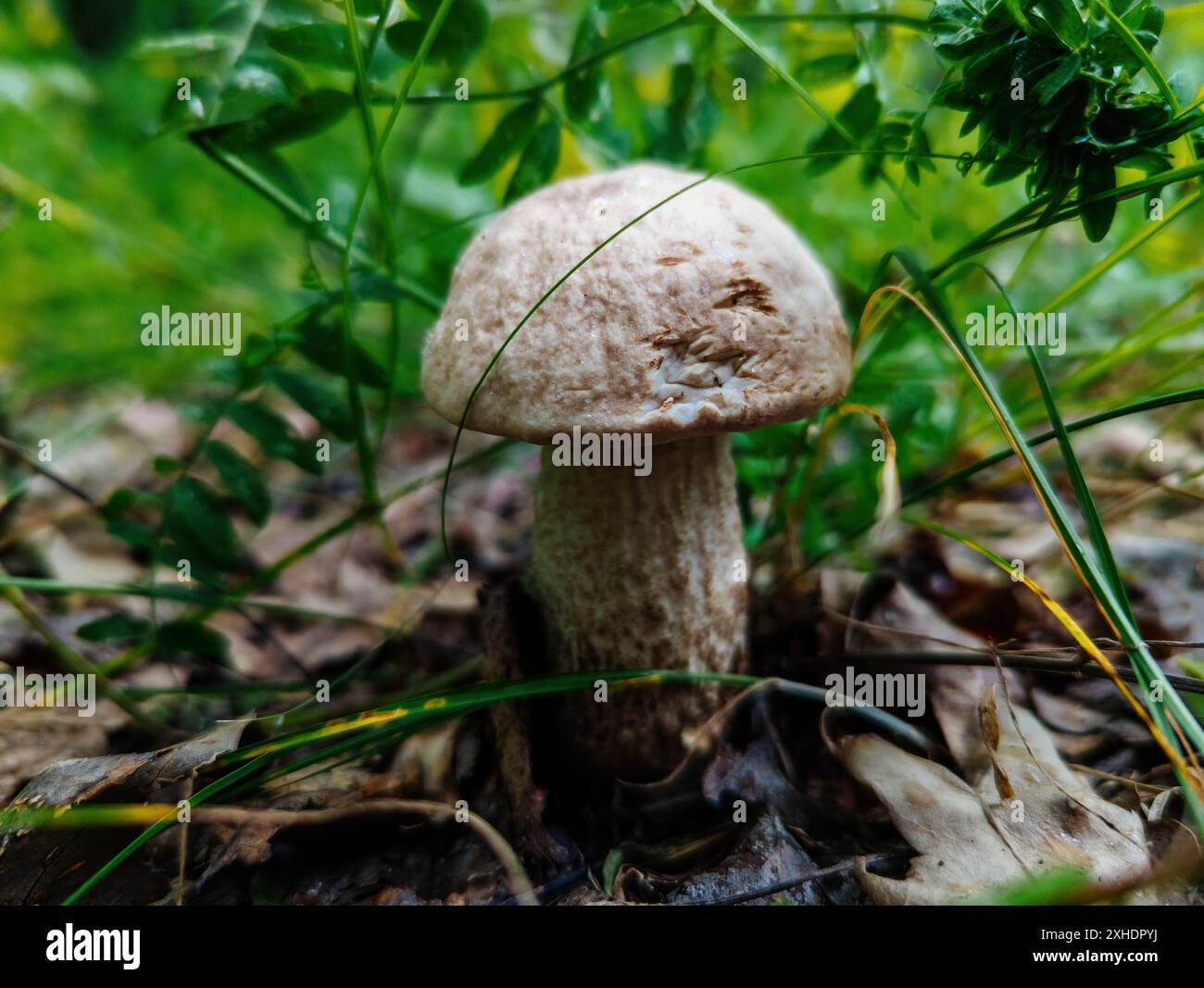Bolete de bouleau champignon. Macro gros plan. Banque D'Images