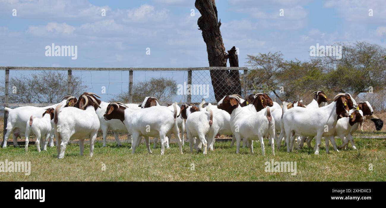 Un groupe de grandes chèvres Boers qui paissent dans les pâturages verts de la ferme Banque D'Images
