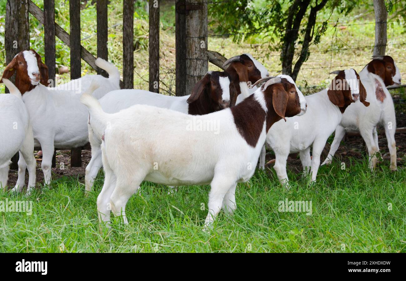 Un groupe de grandes chèvres Boers qui paissent dans les pâturages verts de la ferme Banque D'Images