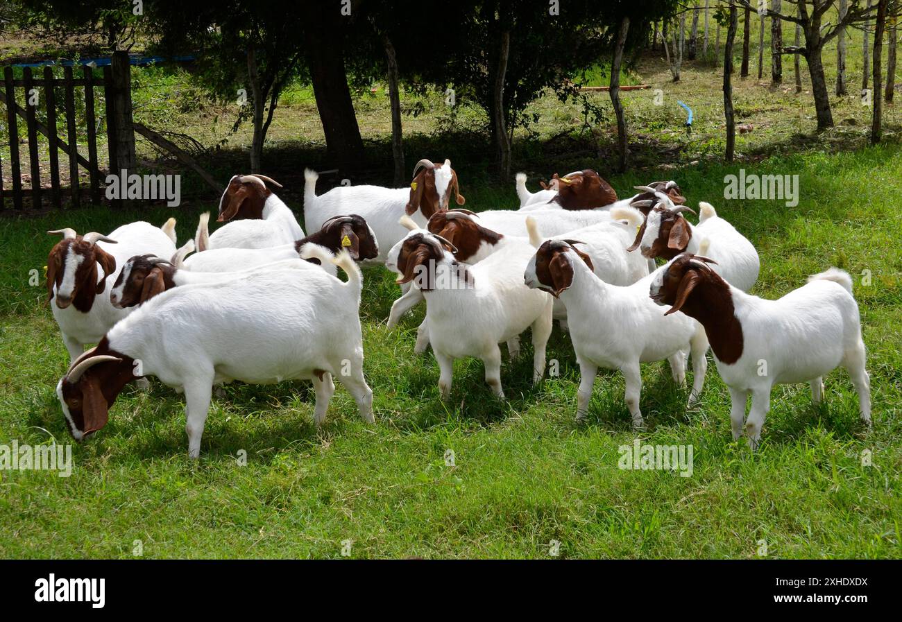 Un groupe de grandes chèvres Boers qui paissent dans les pâturages verts de la ferme Banque D'Images