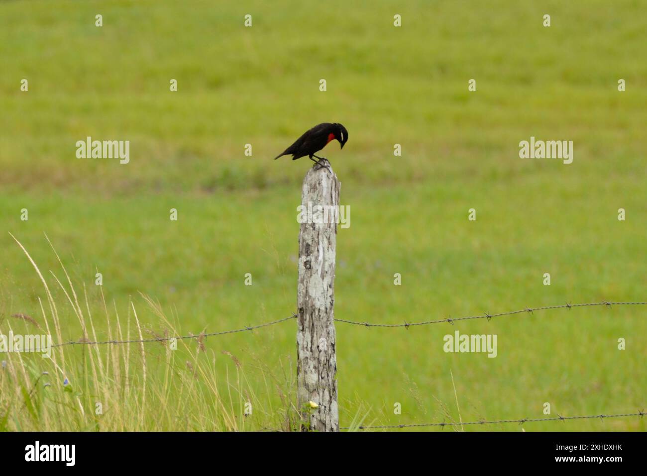 Le meadowlark à sourcils blancs (Leistes superciliaris) perché sur un poteau de clôture. Oiseau endémique d'Amérique du Sud Banque D'Images