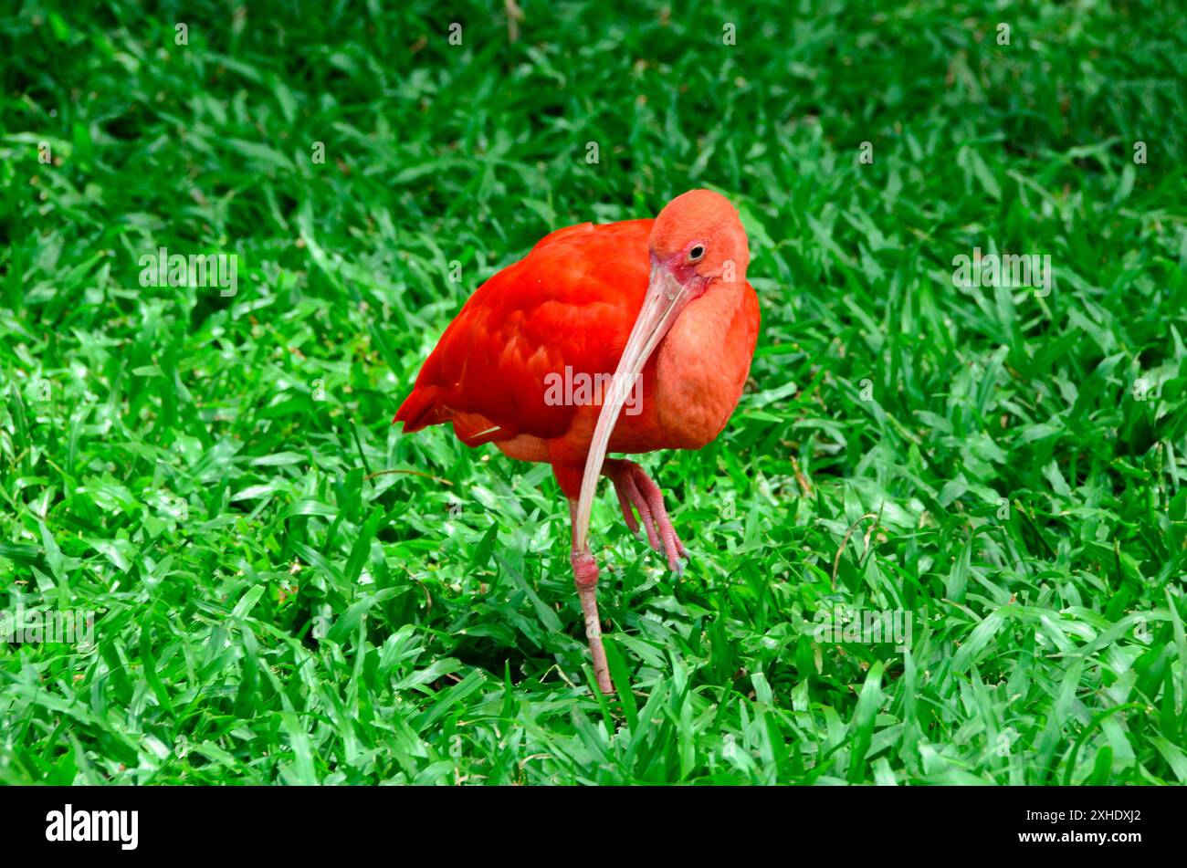 Oiseau guará rouge de la faune brésilienne, également connu sous le nom d'ibis écarlate, guará rouge, piranga guará et héron rouge. Les plus beaux oiseaux brésiliens Banque D'Images