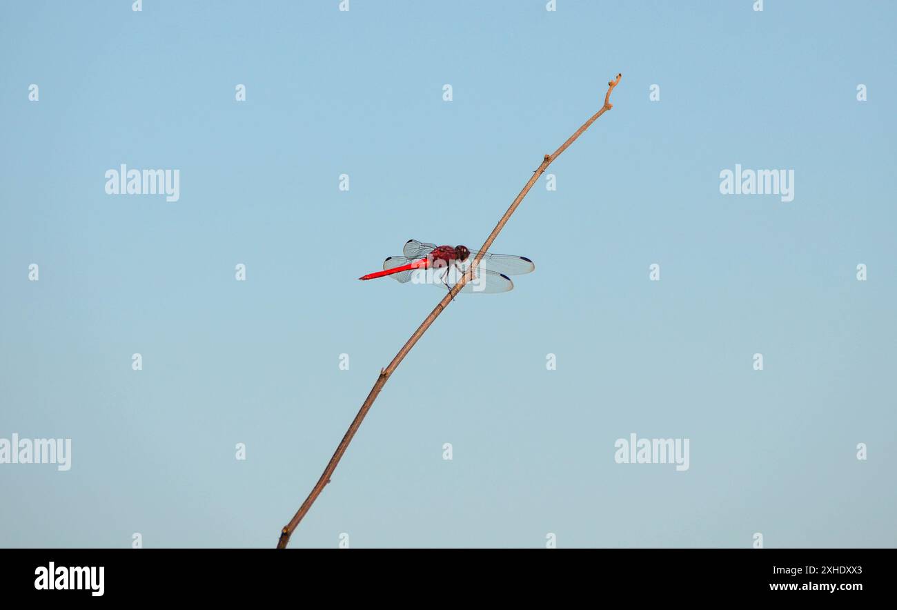 Une libellule à queue rouge reposant sur une branche sèche par un beau jour de ciel bleu Banque D'Images