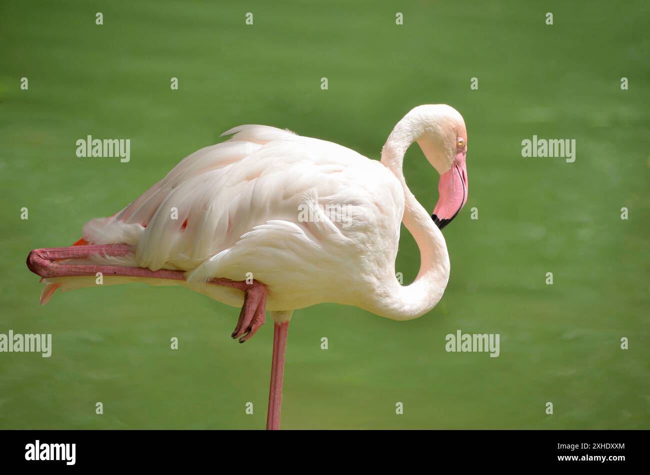 Beau grand Flamingo Phoenicopterus roseus debout sur une jambe dans l'eau. Le flamant rose (Phoenicopterus roseus) Banque D'Images