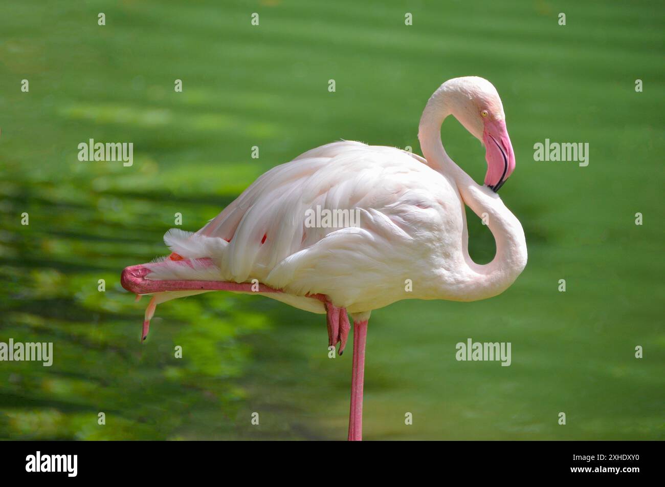 Beau grand Flamingo Phoenicopterus roseus debout sur une jambe dans l'eau. Le flamant rose (Phoenicopterus roseus) Banque D'Images
