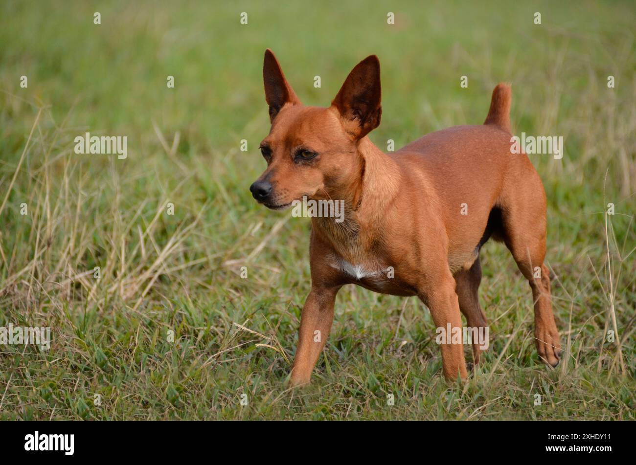 Chien Pinscher brun miniature marchant, jouant et chassant à la ferme. pet Banque D'Images