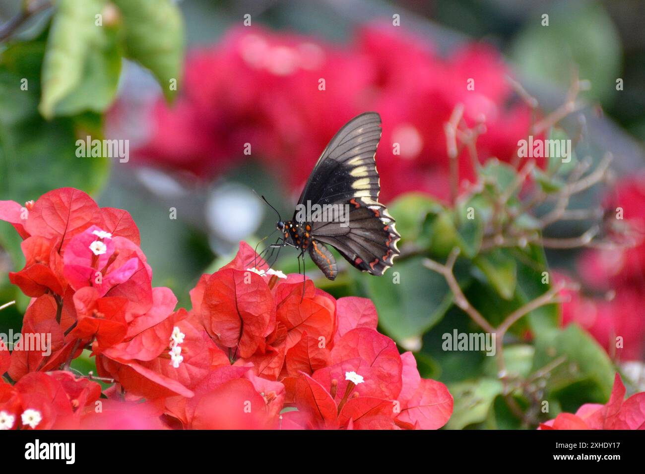 Papillon noir aux accents jaunes et rouges profitez du nectar des fleurs de bougainvilliers Banque D'Images