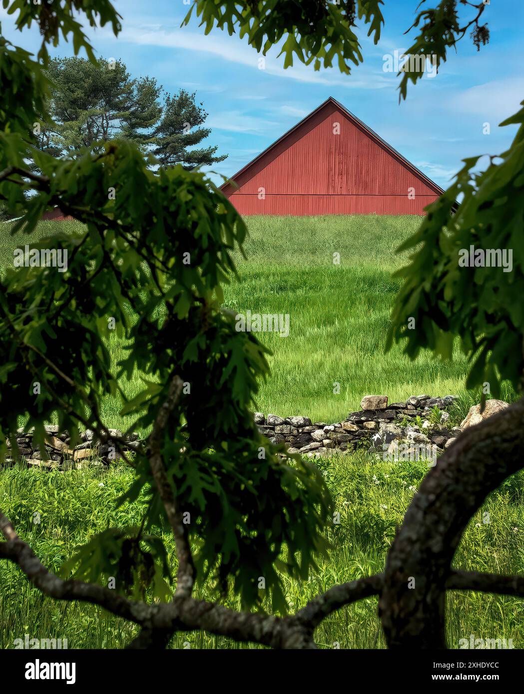 Une grange rouge est au-dessus d'une colline au-delà d'un champ vert, encadrée par des branches feuillues. Un mur de pierre au premier plan rehausse la scène rurale pittoresque. Banque D'Images