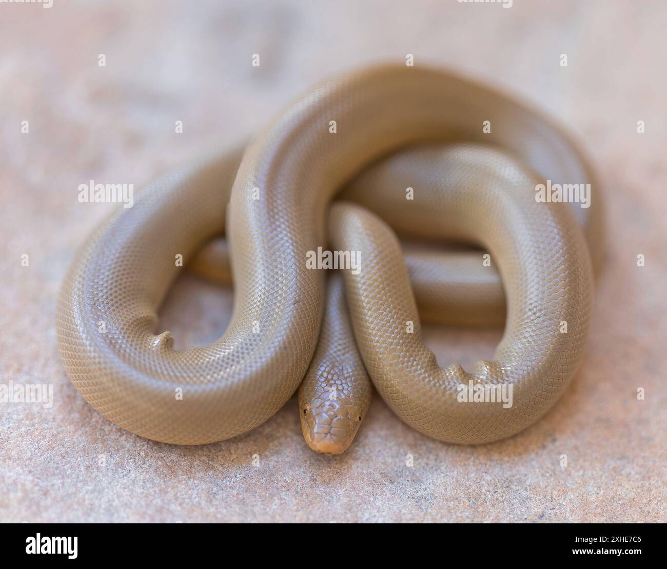 Northern Rubber Boa Snake enroulé montrant les rides «caoutchouteuses». Quail Hollow Ranch County Park, comté de Santa Cruz, Californie, États-Unis. Banque D'Images