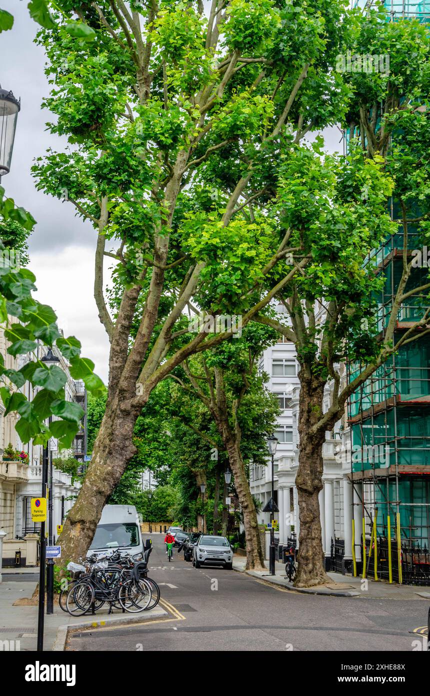 Une vue sur Linden Gardens dans la ville de Westminster, Londres, Royaume-Uni, une route bordée d'arbres au cœur de la ville Banque D'Images