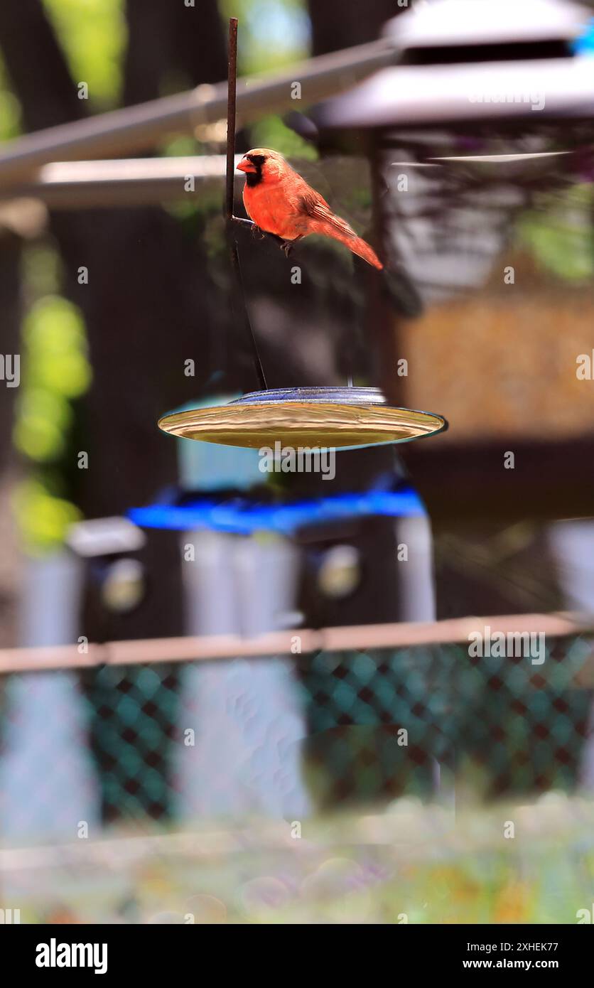 Cardinal nord mâle sur la mangeoire d'oiseaux long Island New York Banque D'Images