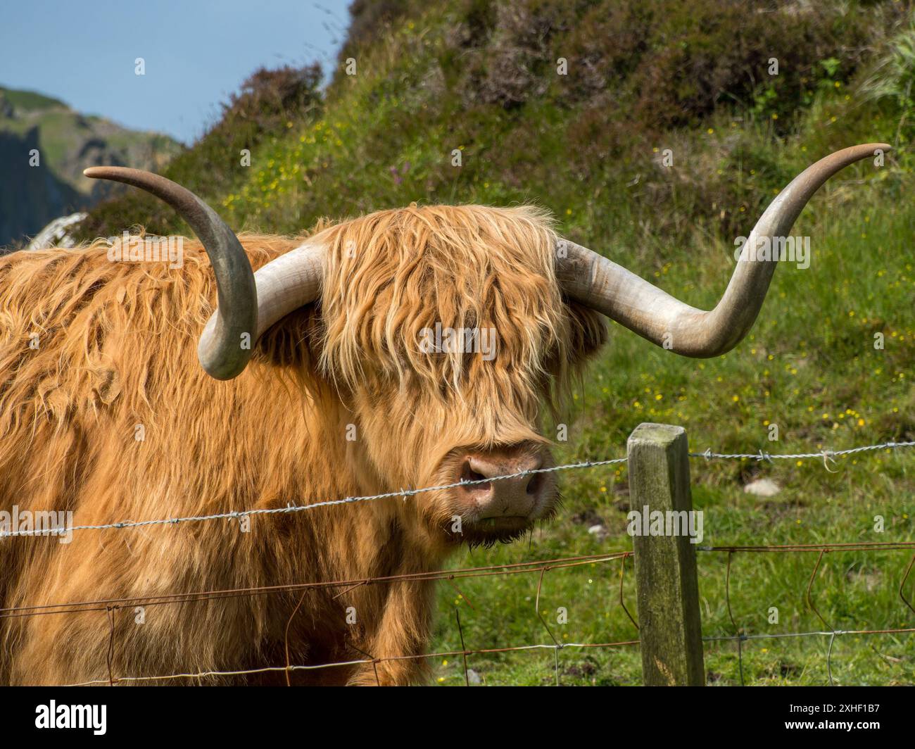Gros plan de vache écossaise Highland avec de longs poils brun doré et des cornes courbées en champ, île de Colonsay, Écosse, Royaume-Uni Banque D'Images