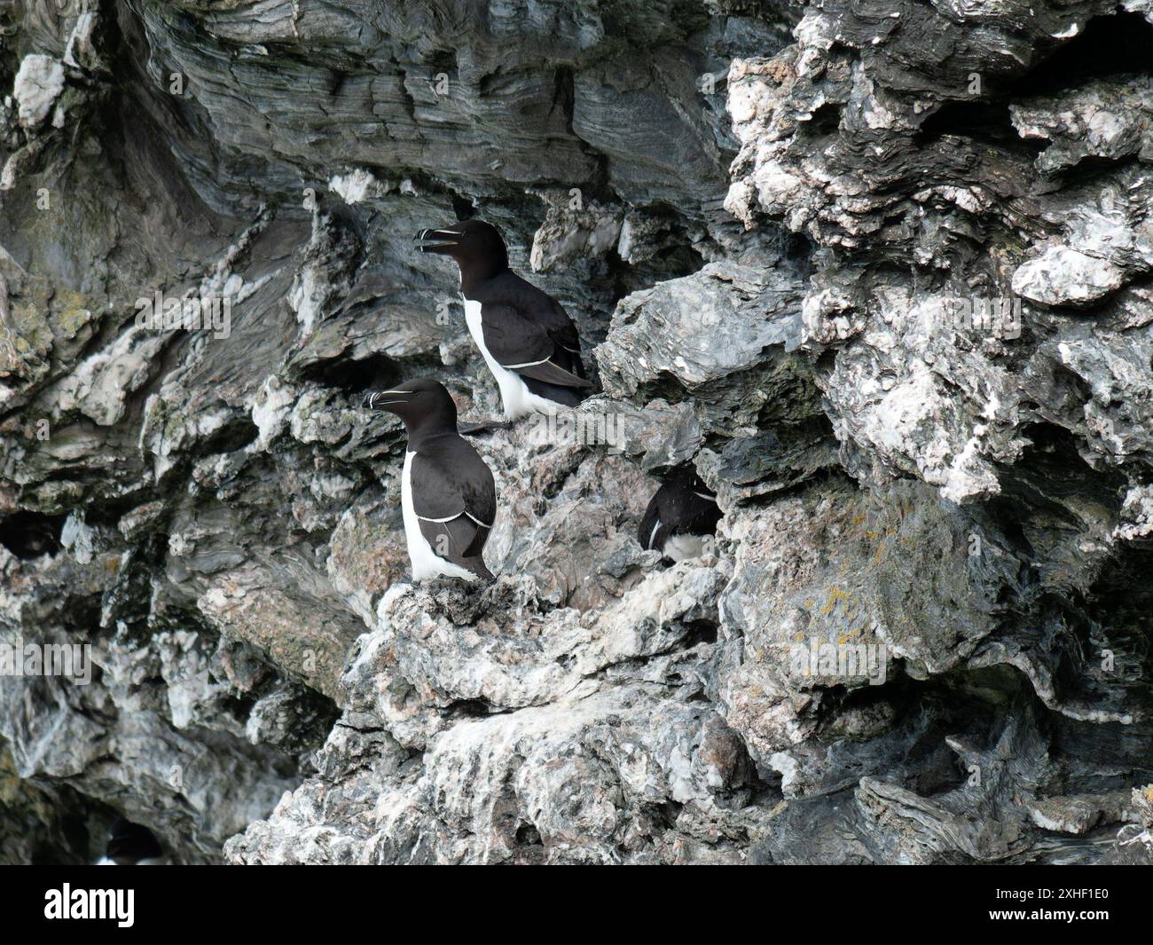 Oiseaux de mer noir et blanc Razorbill (ALCA torda) perchés sur des falaises couvertes de guano à Pig's Paradise sur l'île de Colonsay, Écosse, Royaume-Uni. Banque D'Images