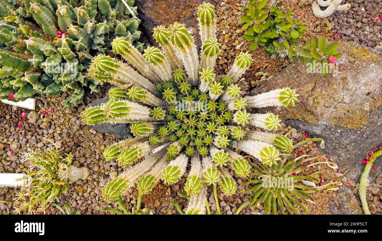 Composition botanique de succulentes et de beaux cactus de Lily de Pâques. Banque D'Images