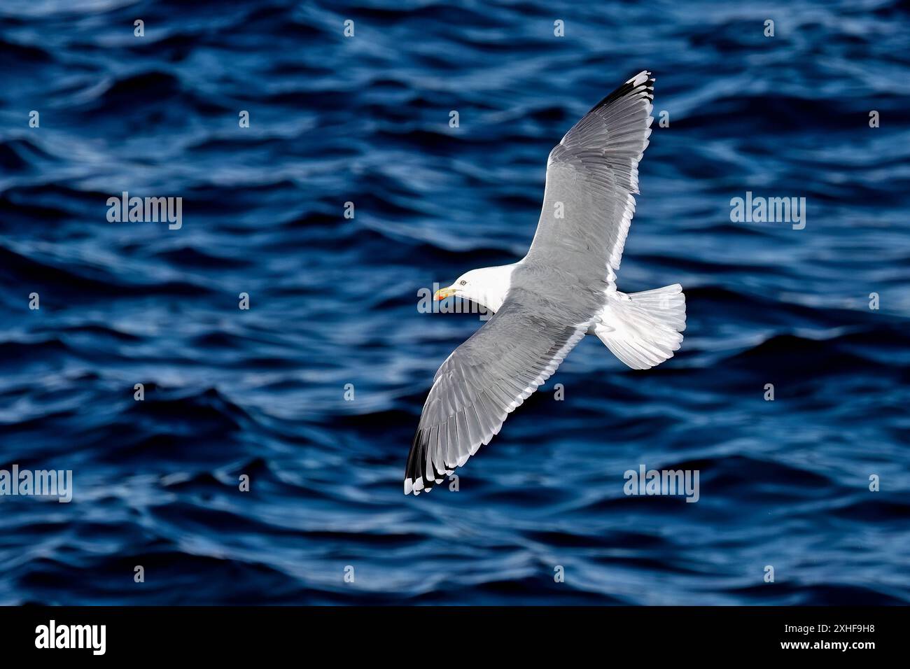 European herring gull Banque D'Images