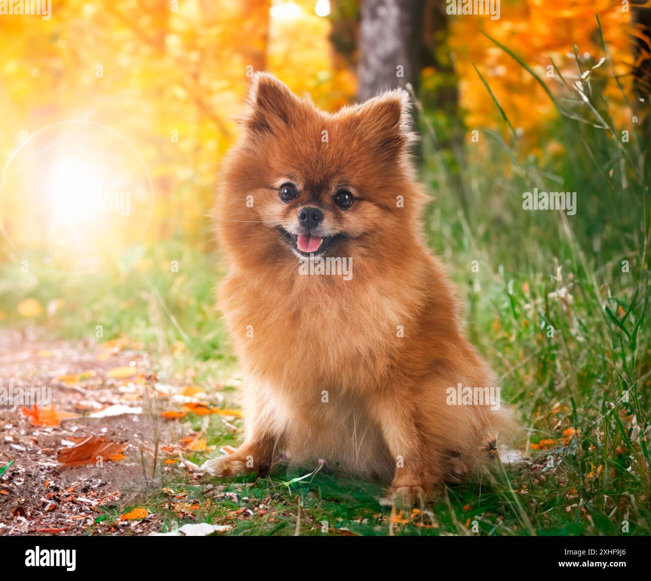jeune pomeranian devant le fond de la nature Banque D'Images
