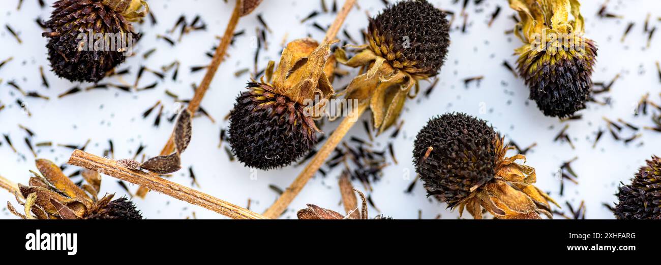 Têtes de fleurs de rudbeckia séchées. Collecte des grains pour la propagation. Arrière-plan de jardinage. Banque D'Images