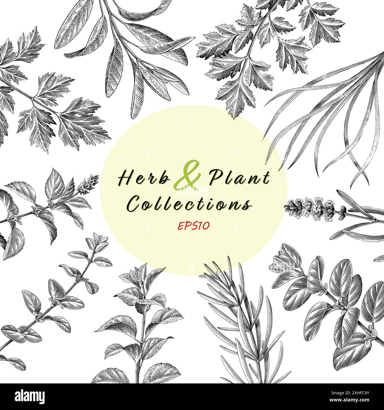 Illustration de gravure antique de Herb & Plant collections dessiner à la main noir et blanc clip art Illustration de Vecteur