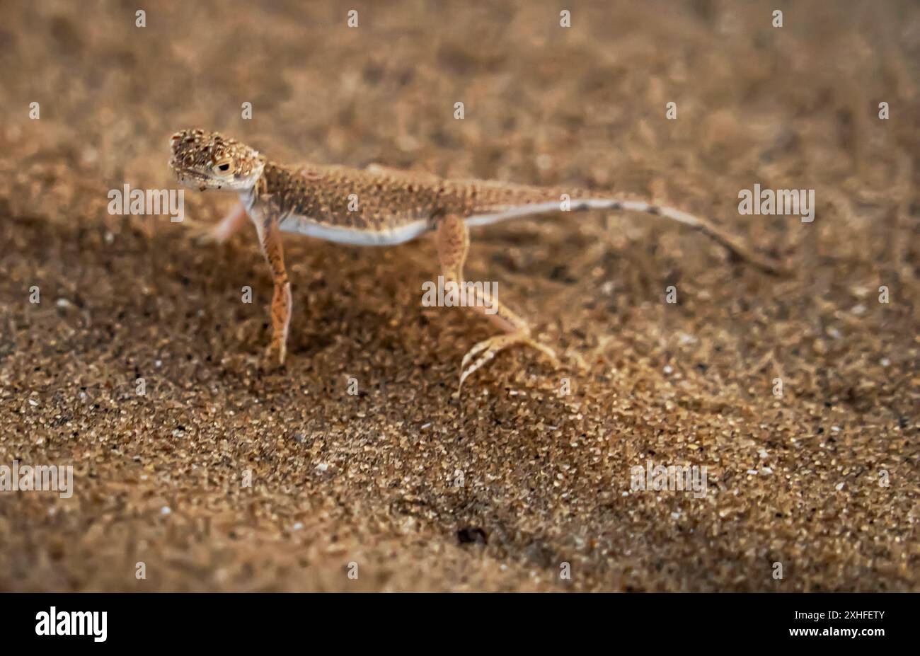 Un lézard marchant sur le sable du désert du Karakalpakstan Banque D'Images