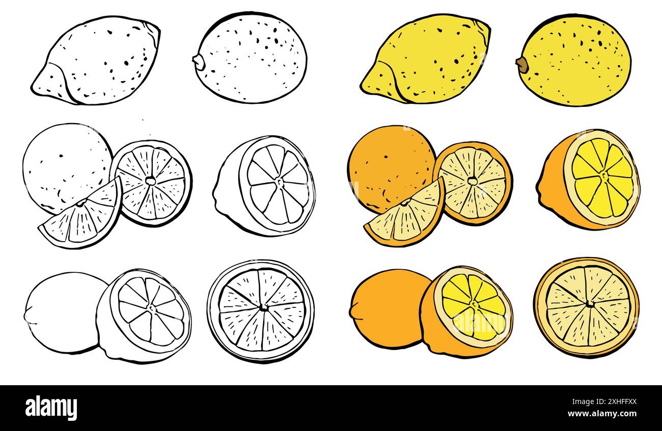 Ensemble de fruits tropicaux. Oranges, pomelo, pamplemousse, citron, moitié et entier. Collection de délicieux éléments de concepteur d'agrumes pour l'emballage de jus Illustration de Vecteur