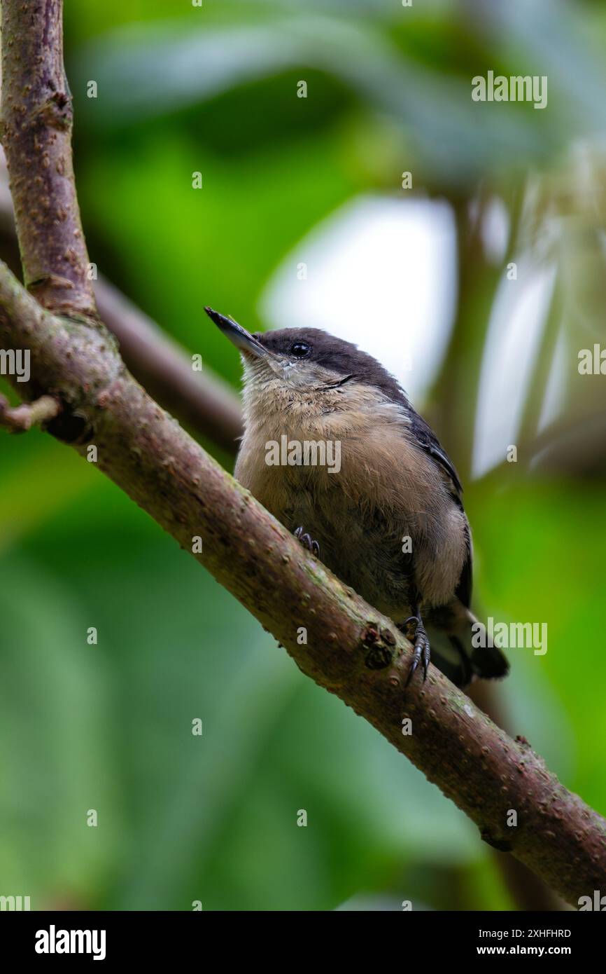 La pygmée Nuthatch, avec sa taille compacte et son plumage gris bleuâtre, a été aperçue accrochée à un pin dans Golden Gate Park. Cette photo capture son Li Banque D'Images