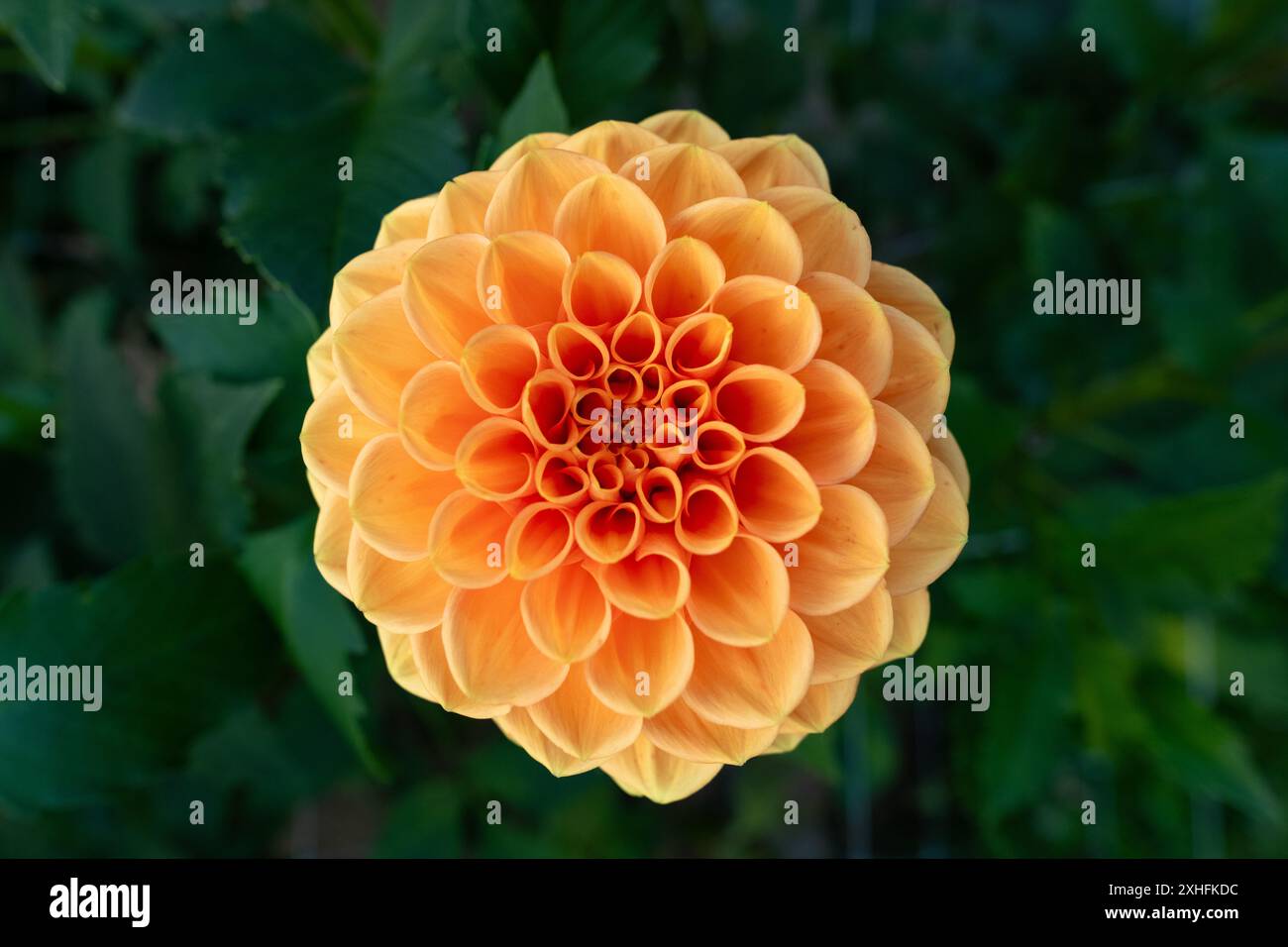 Fleur de Sylvia dahlia. Belle variété de boule couleur abricot dahlia de gros plan. Banque D'Images