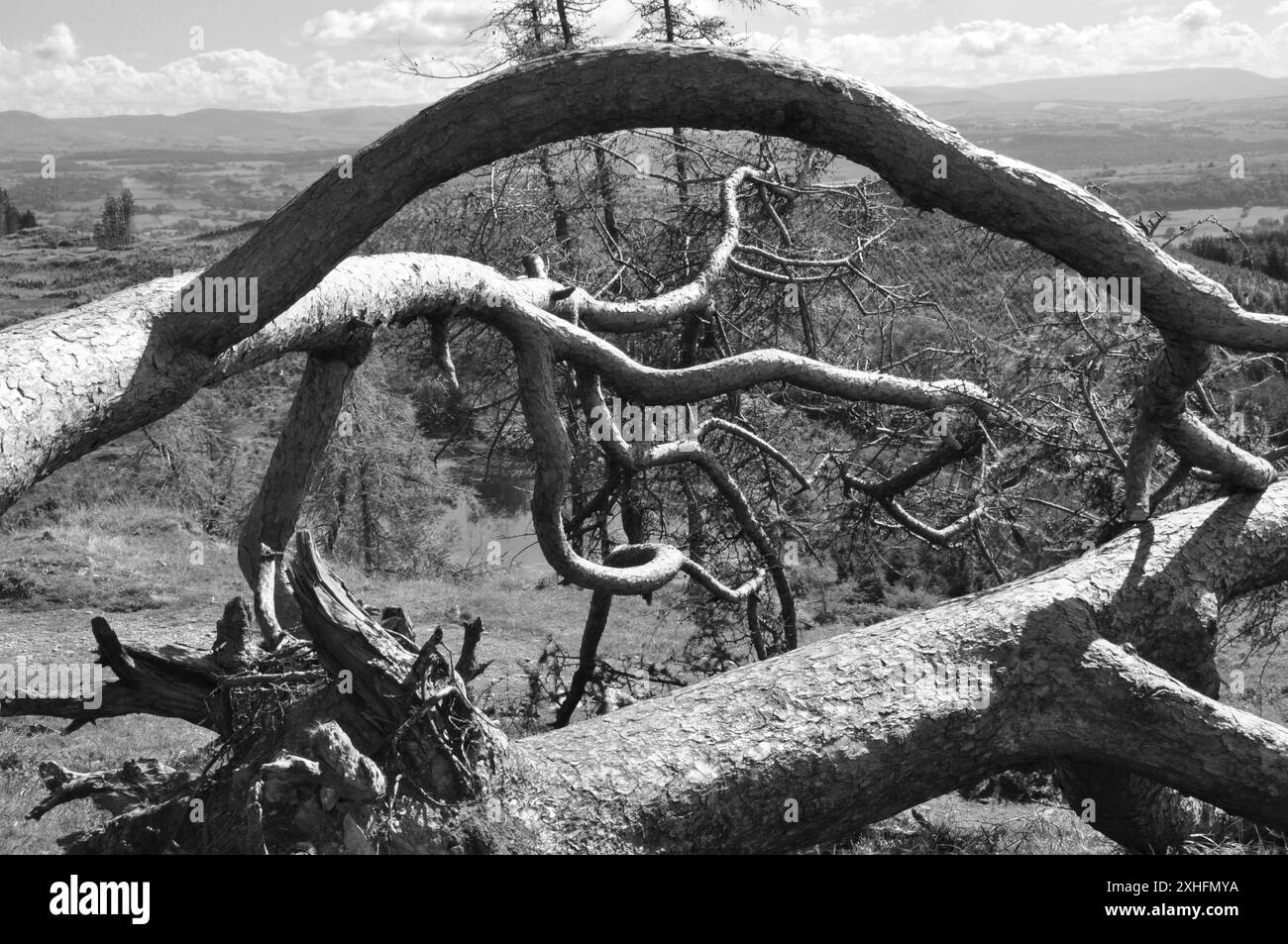Arbre tombé encadré dans le paysage Banque D'Images