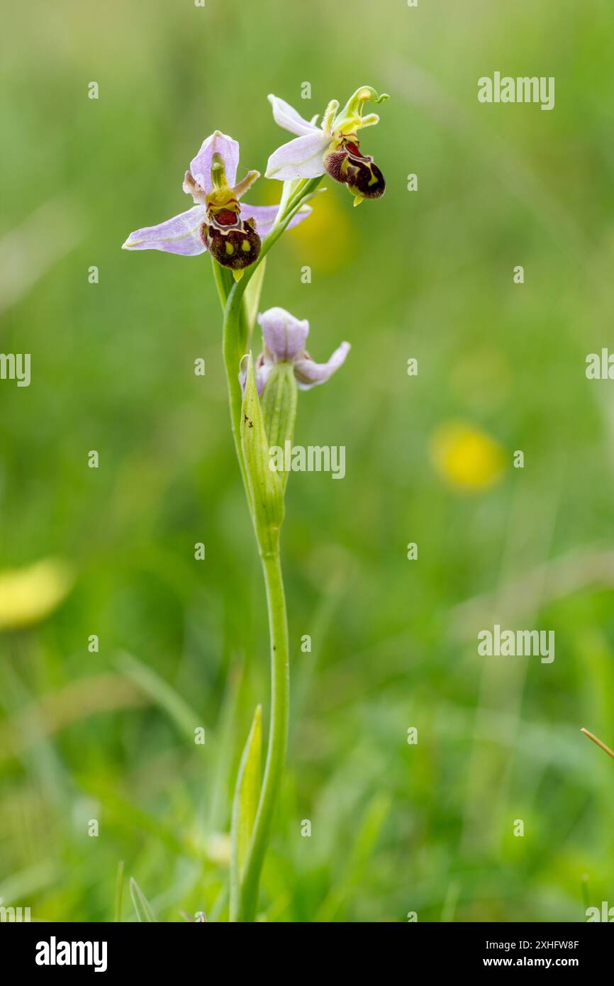 L'orchidée abeille, Ophrys apifera Banque D'Images