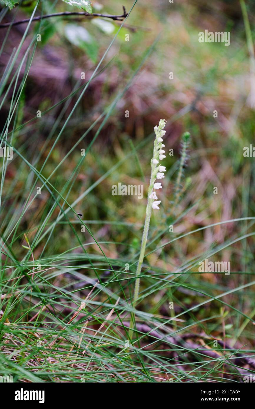 Les tresses de Creeping Lady. Goodyera repens Banque D'Images