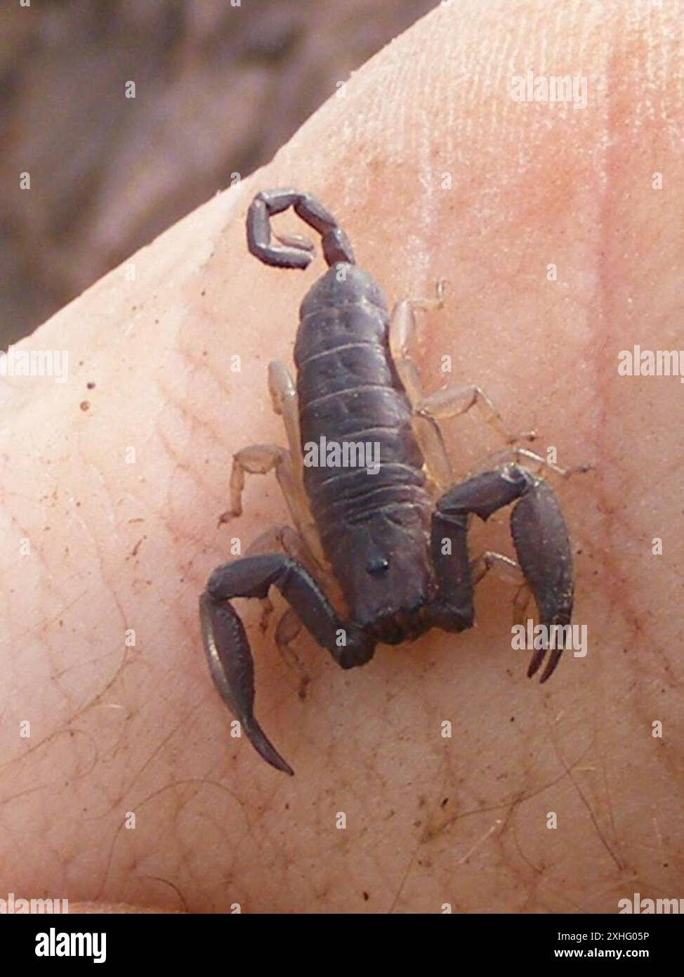 Rocher plat Scorpion (Hadogenes troglodytes) Banque D'Images