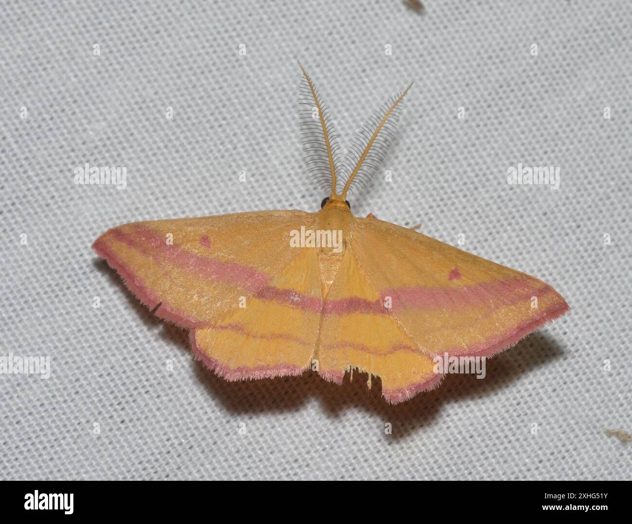 Teigne géomètre de l'aspersion (Haematopis grataria) Banque D'Images