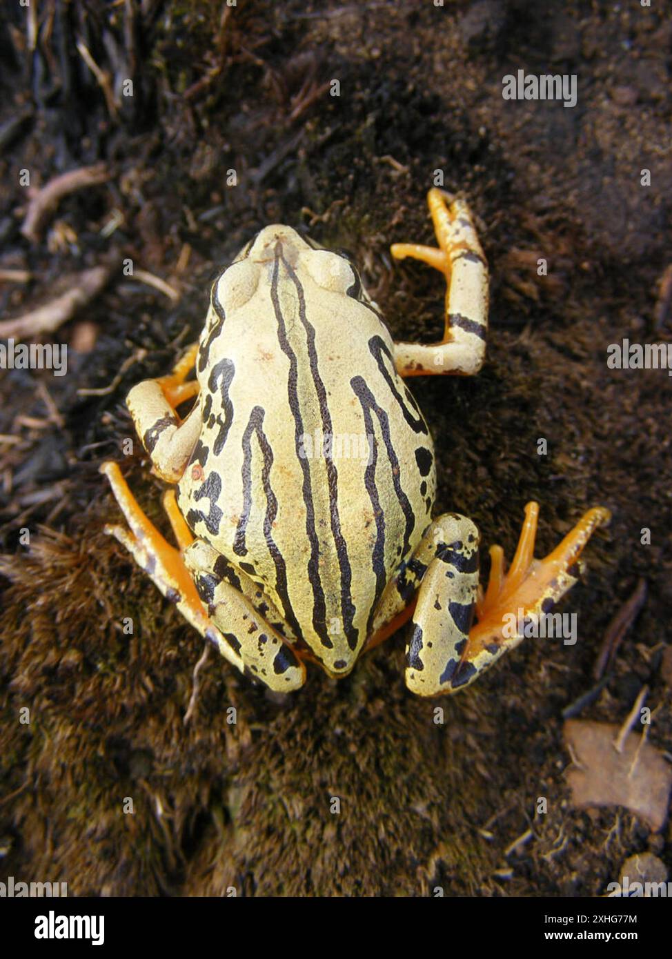 Grenouille de Weale (Semnodactylus wealii) Banque D'Images