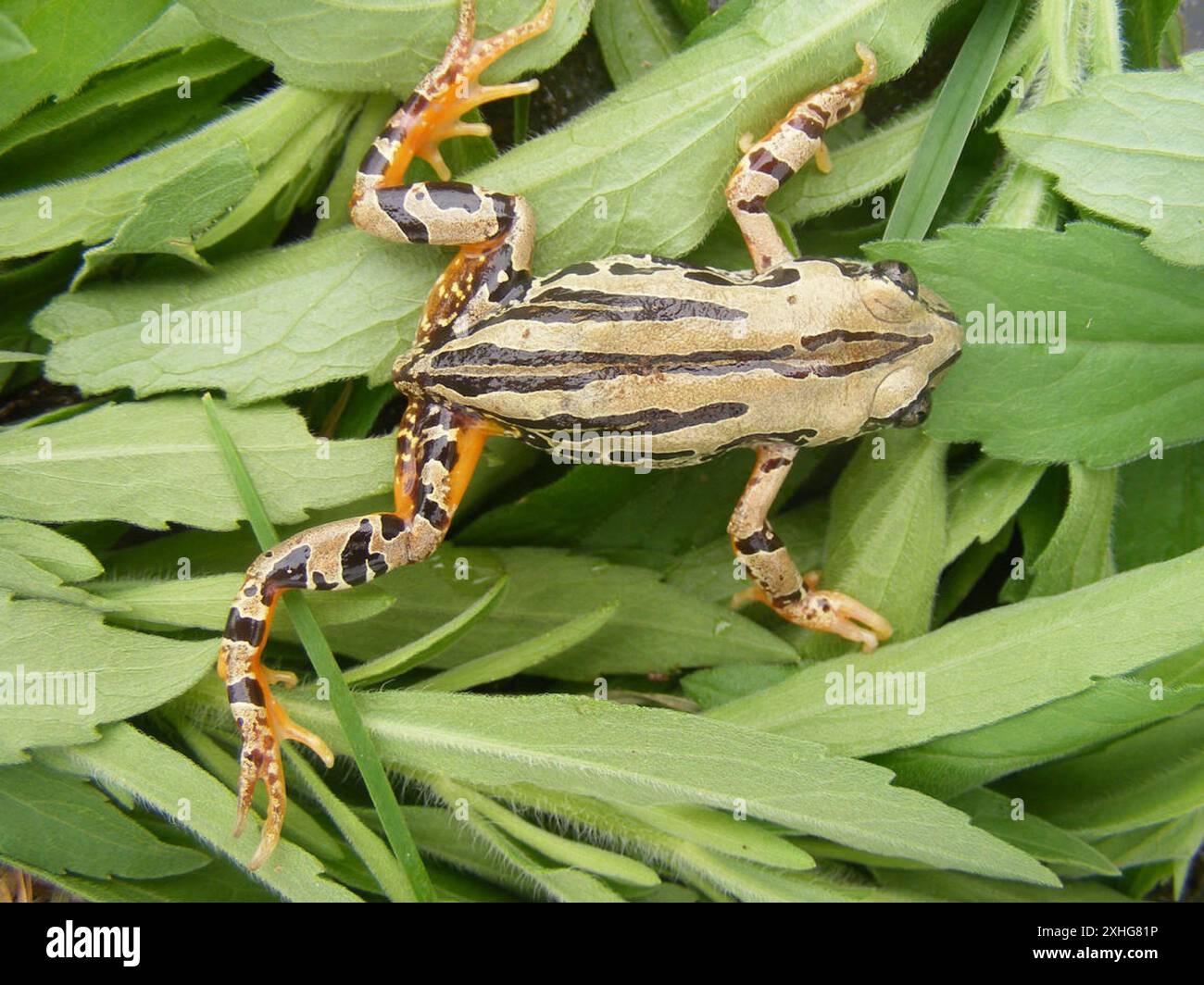 Grenouille de Weale (Semnodactylus wealii) Banque D'Images