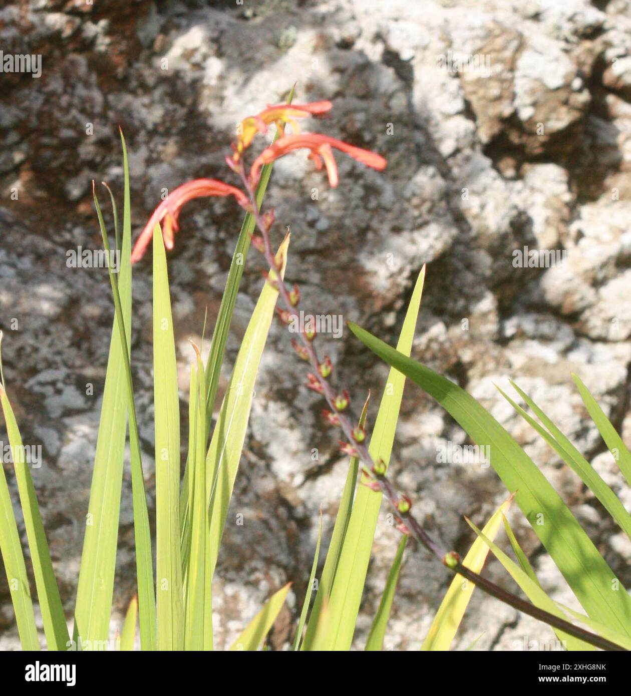 Drapeau africain (Chasmanthe floribunda) Banque D'Images