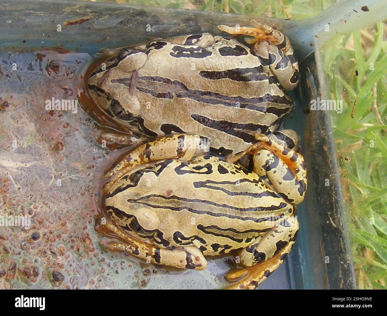 Grenouille de Weale (Semnodactylus wealii) Banque D'Images