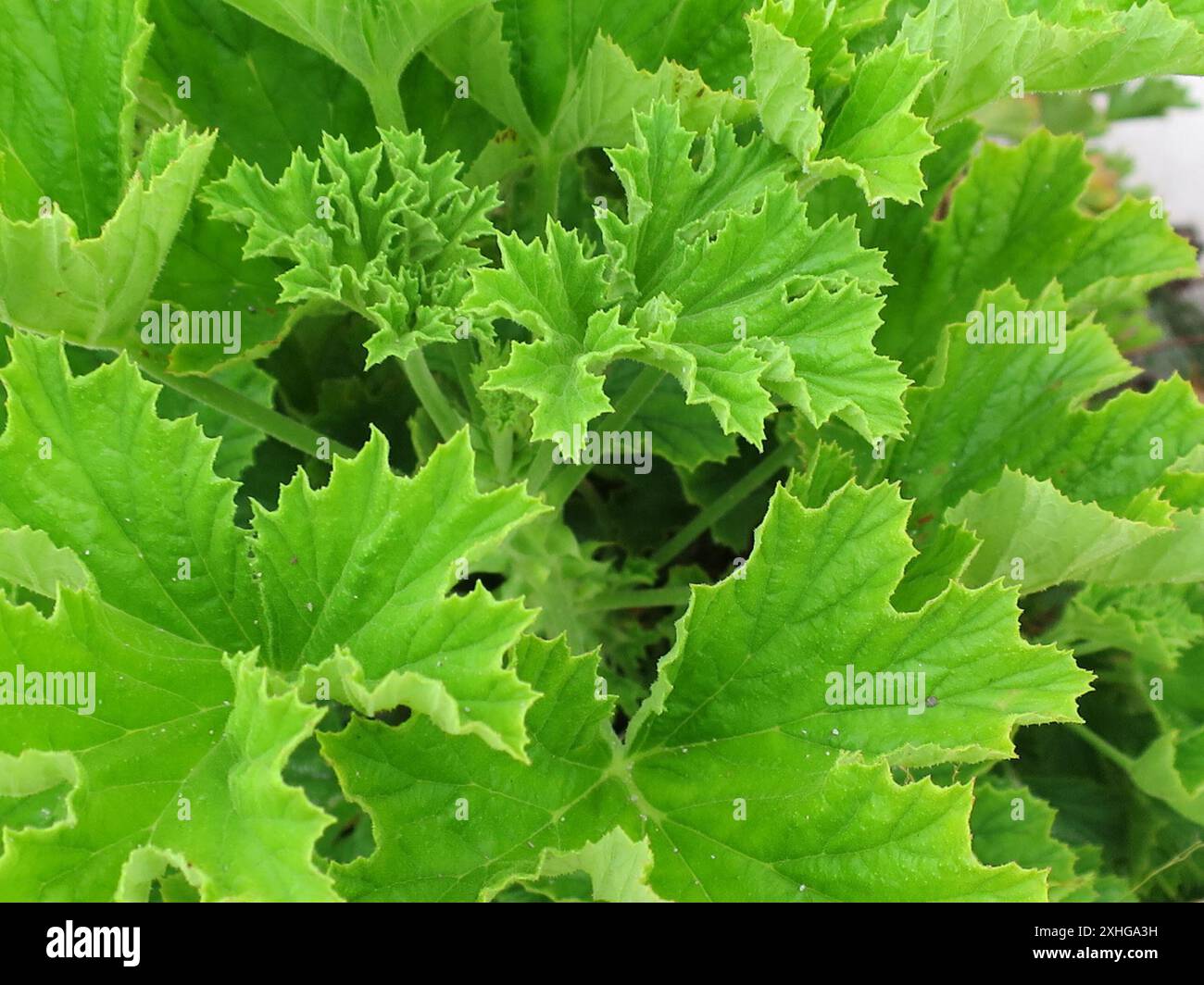 Storksbill (Pelargonium ribifolium) Banque D'Images