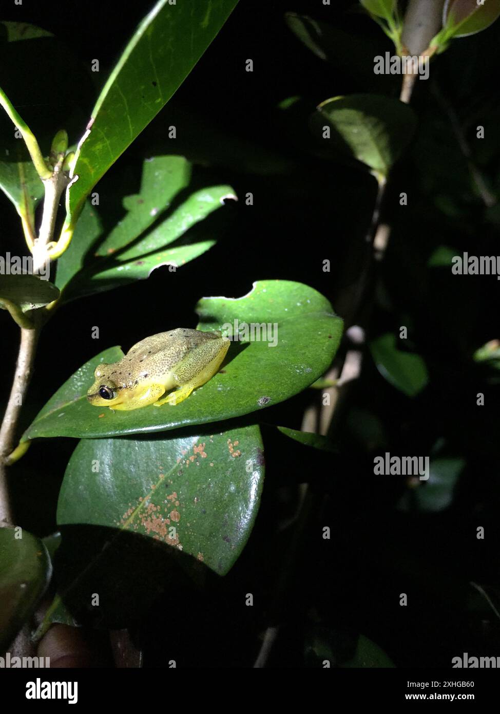 Grenouille Andasibe (Heterixalus punctatus) Banque D'Images