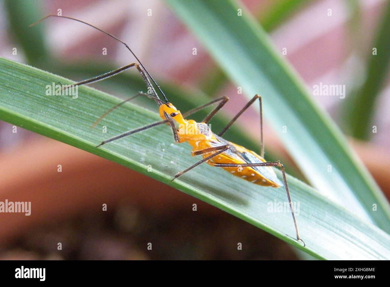 Insecte d'assassin d'aspiade (Zelus longipes) Banque D'Images