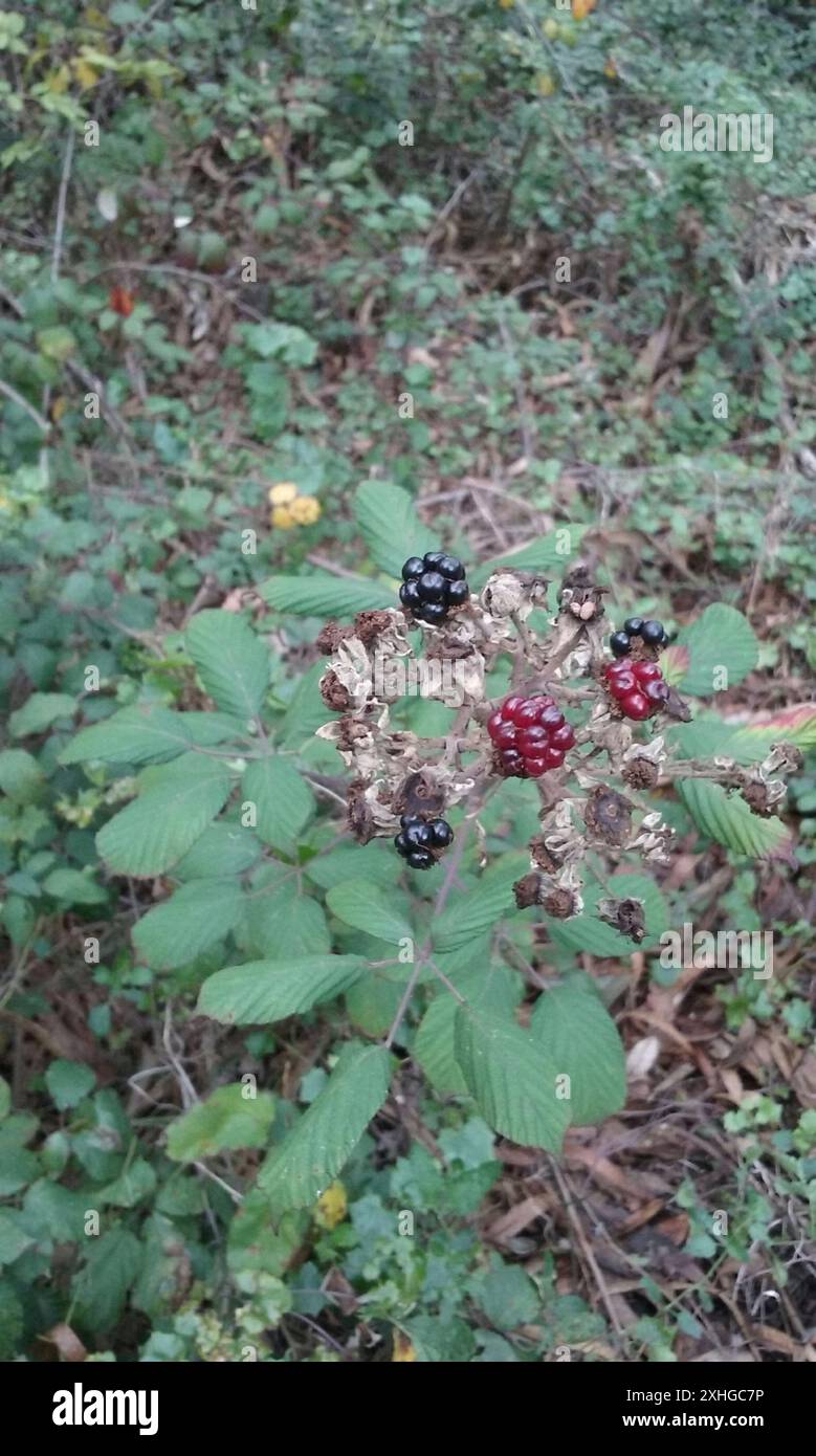 Mûre arménienne (Rubus armeniacus) Banque D'Images