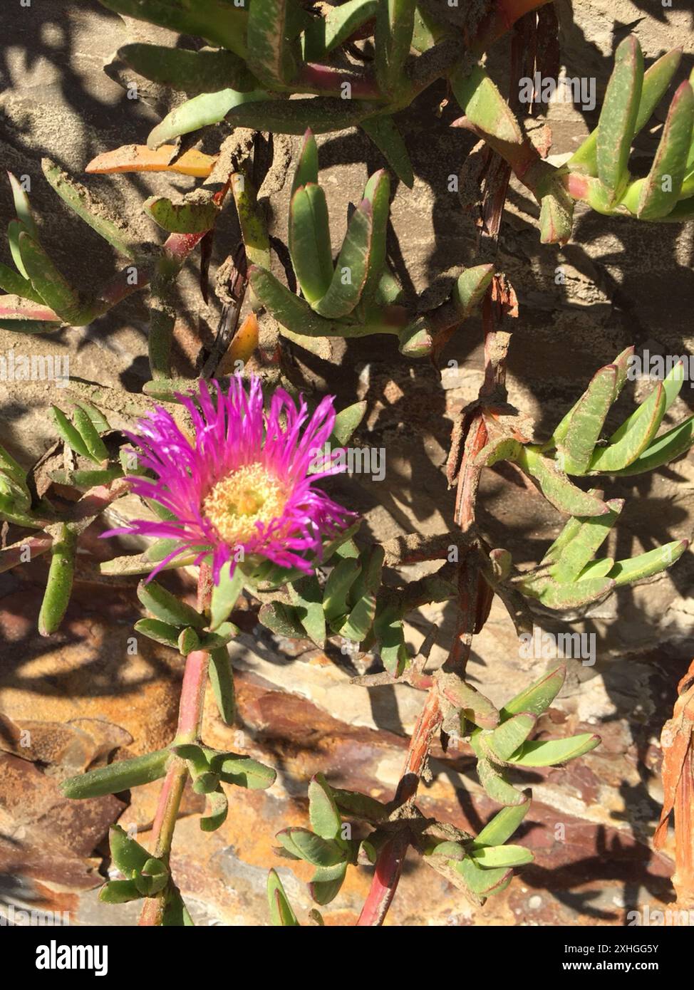 Figue chilienne (Carpobrotus chilensis) Banque D'Images