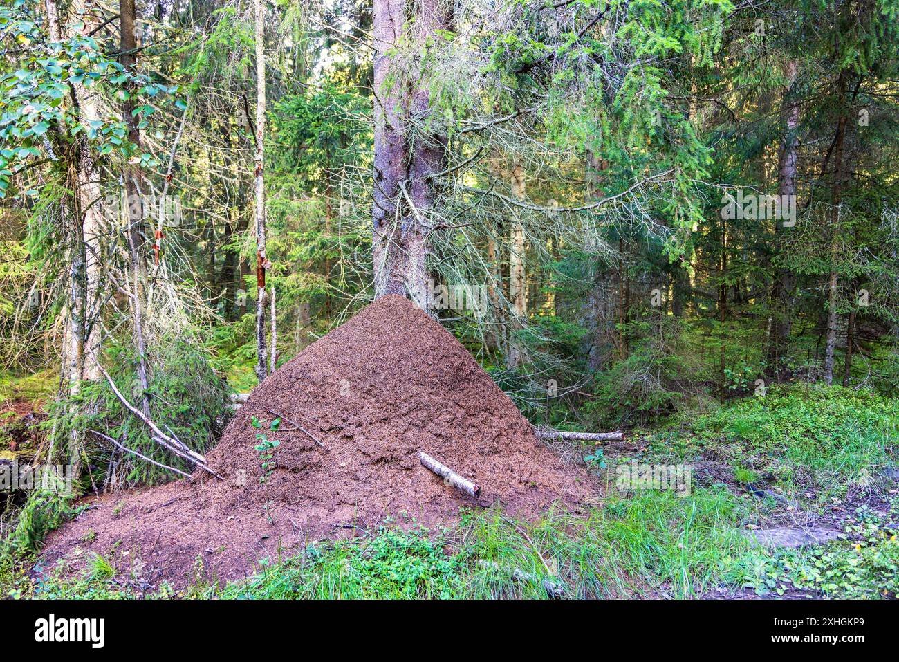 Grand anthill dans une forêt de conifères Banque D'Images