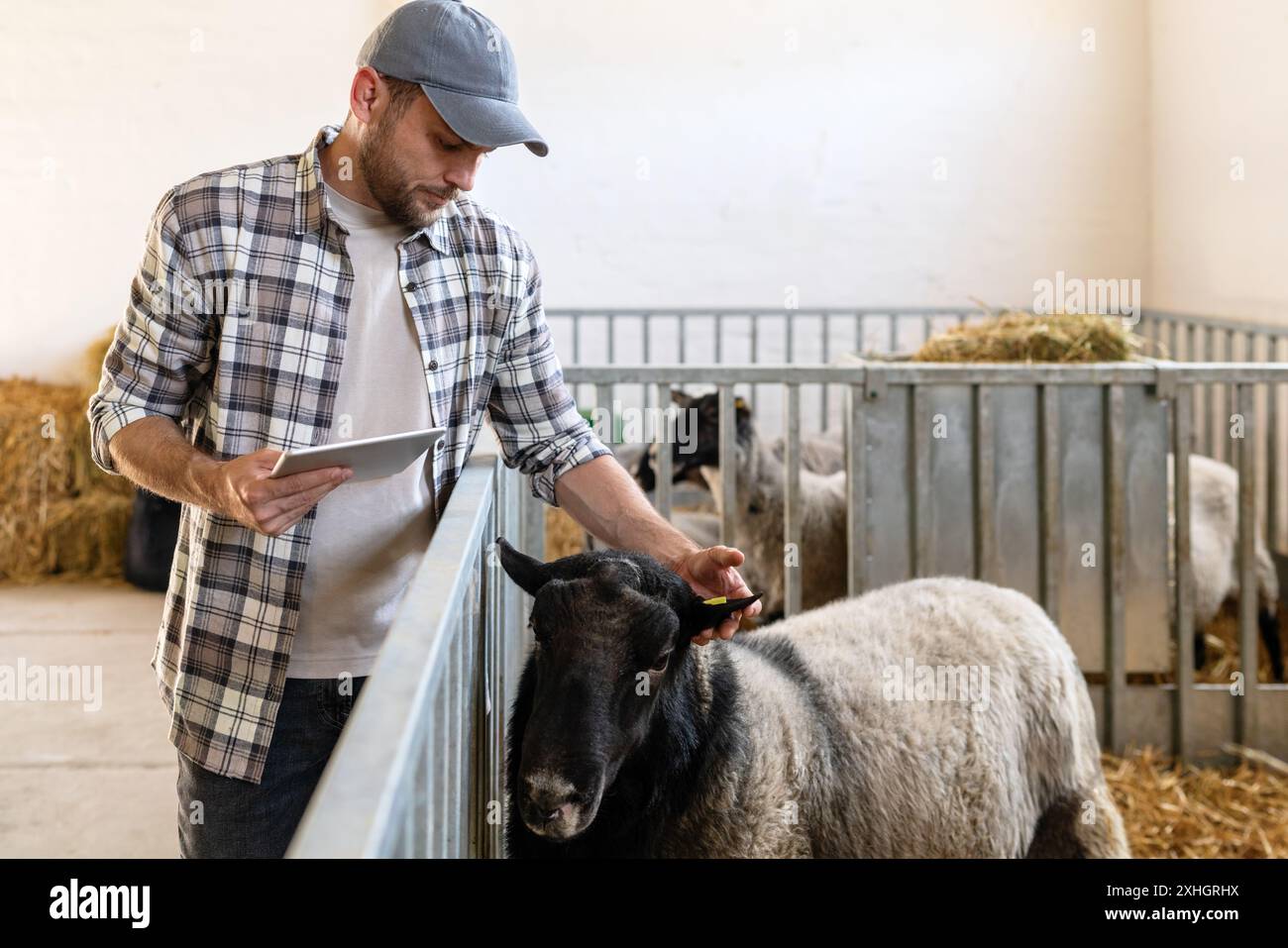 Agriculteur mâle avec tablette numérique vérifie les données sur l'étiquette auriculaire d'un mouton dans le bétail. Banque D'Images