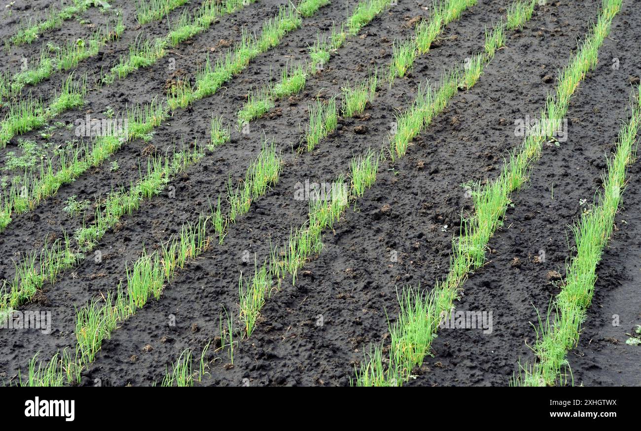 culture de plantation d'oignons verts pour les graines dans le potager au printemps après l'arrosage Banque D'Images